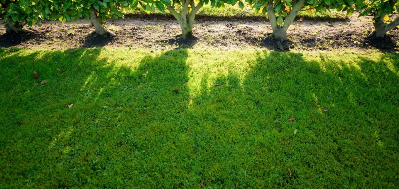 How to Grow a Living Fence – Mother Earth News - Vimarsana News